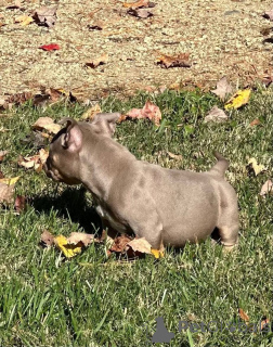 Zdjęcie №2 do zapowiedźy № 158585 na sprzedaż  american bully - wkupić się Wielka Brytania prywatne ogłoszenie