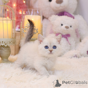 Zdjęcie №2 do zapowiedźy № 152256 na sprzedaż  munchkin - wkupić się USA hodowca