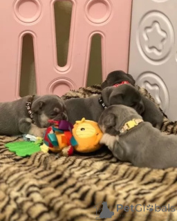 Zdjęcie №4. Sprzedam pies nierasowy w Glasgow. hodowca - cena - 5740zł