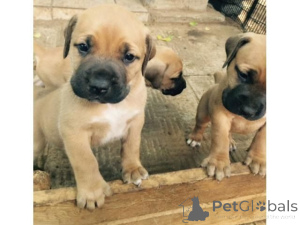 Zdjęcie №1. boerboel - na sprzedaż w Hallstat | 1674zł | Zapowiedź №170142