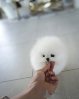 Zdjęcie №1. szpic miniaturowy - na sprzedaż w Berlin | negocjowane | Zapowiedź №155016