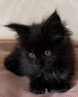 Zdjęcie №2 do zapowiedźy № 150611 na sprzedaż  maine coon - wkupić się Niemcy ze schronu, hodowca