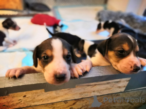 Zdjęcie №1. rosyjski pies - na sprzedaż w Hamburg | negocjowane | Zapowiedź №166243