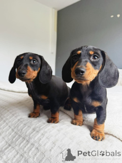 Zdjęcie №1. jamnik - na sprzedaż w Aleksandria | negocjowane | Zapowiedź №158432