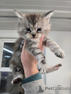 Zdjęcie №3. Maineoon. Wielka Brytania