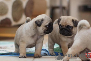 Zdjęcie №1. mops - na sprzedaż w Höxter | 2774zł | Zapowiedź №175221