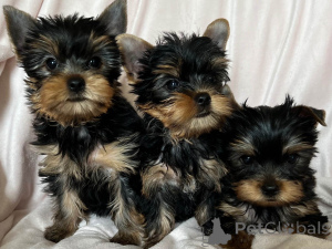Zdjęcie №1. yorkshire terrier - na sprzedaż w Bruksela | 3348zł | Zapowiedź №164164