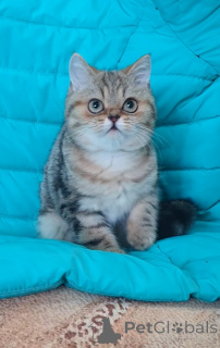 Zdjęcie №2 do zapowiedźy № 137005 na sprzedaż  scottish straight - wkupić się Federacja Rosyjska hodowca