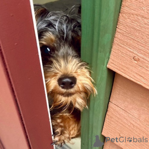 Zdjęcie №2 do zapowiedźy № 136291 na sprzedaż  yorkshire terrier - wkupić się Wielka Brytania prywatne ogłoszenie
