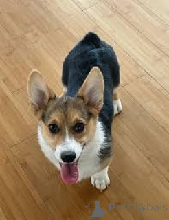 Zdjęcie №2 do zapowiedźy № 136069 na sprzedaż  welsh corgi - wkupić się Szwajcaria 