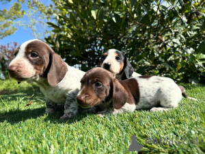 Zdjęcie №1. jamnik - na sprzedaż w Monachium | negocjowane | Zapowiedź №160852