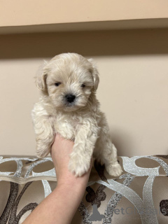 Zdjęcie №1. pudel (royal), pudel (zabawka) - na sprzedaż w Helsinki | 2392zł | Zapowiedź №163531