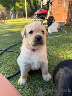 Zdjęcie №2 do zapowiedźy № 178816 na sprzedaż  labrador retriever - wkupić się Luksemburg hodowca