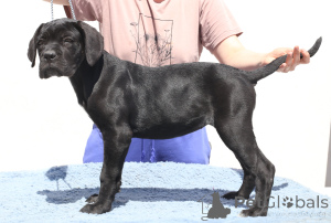 Zdjęcie №4. Sprzedam cane corso w Buzău. hodowca - cena - 8132zł