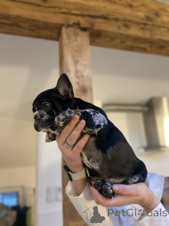 Zdjęcie №3. Ekskluzywny! Szczenięta buldoga francuskiego.. Austria