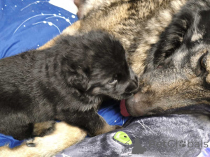 Zdjęcie №2 do zapowiedźy № 164489 na sprzedaż  saarlooswolfhond - wkupić się Estonia prywatne ogłoszenie