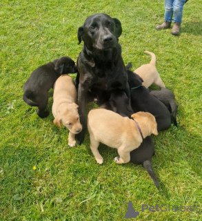 Zdjęcie №2 do zapowiedźy № 147057 na sprzedaż  labrador retriever - wkupić się USA prywatne ogłoszenie