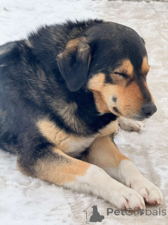 Zdjęcie №2 do zapowiedźy № 165753 na sprzedaż  pies nierasowy - wkupić się Białoruś prywatne ogłoszenie