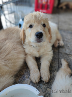 Zdjęcie №1. golden retriever - na sprzedaż w Marsylia | negocjowane | Zapowiedź №177479