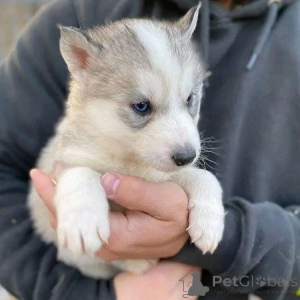 Zdjęcie №2 do zapowiedźy № 161316 na sprzedaż   - wkupić się Niemcy 