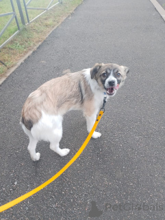 Zdjęcie №1. pies nierasowy - na sprzedaż w Petersburg | negocjowane | Zapowiedź №157818