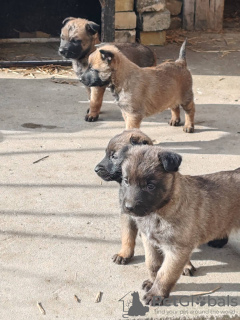 Zdjęcie №4. Sprzedam owczarek belgijski w Bačka Topola. prywatne ogłoszenie - cena - negocjowane