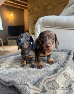 Zdjęcie №1. jamnik - na sprzedaż w IDAR-OBERSTEIN | 1674zł | Zapowiedź №154949