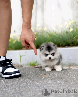 Zdjęcie №1. husky syberyjski - na sprzedaż w Berlin | negocjowane | Zapowiedź №136411