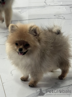 Zdjęcie №3. Pomeranian Spitz szczeniaki. Serbia