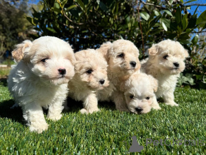 Zdjęcie №1. maltipu - na sprzedaż w Manzini | negocjowane | Zapowiedź №160856