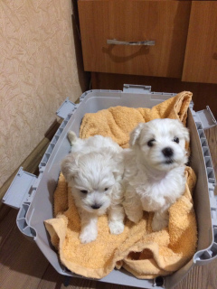 Dodatkowe zdjęcia: Maltese Puppies