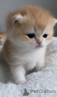 Zdjęcie №1. kot brytyjski krótkowłosy - na sprzedaż w Praga | 3827zł | Zapowiedź № 161233