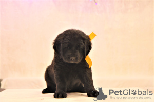 Dodatkowe zdjęcia: Rezerwacja szczeniąt Hotosho/Buryat dog
