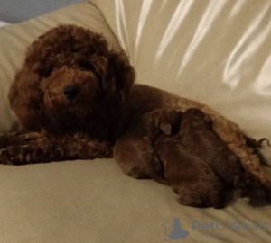 Zdjęcie №4. Sprzedam pudel (zabawka) w Wyszków. hodowca - cena - 14650zł