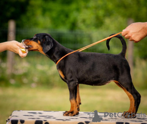 Dodatkowe zdjęcia: Doberman szczenięta