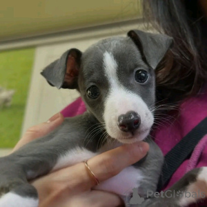 Zdjęcie №3. Italienische Greyhound Welpen Stehen Zur Adoption Zur Verfügung. Niemcy