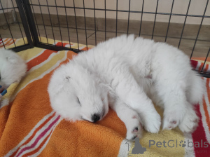 Zdjęcie №3. Samoyed FCI ZKwP. Polska