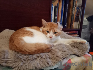 Zdjęcie №4. Sprzedam  w Rzeka Moskwa. prywatne ogłoszenie - cena - Bezpłatny