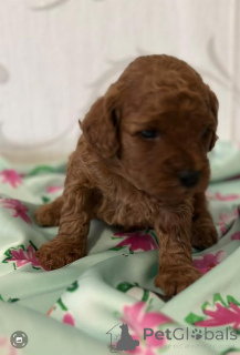 Zdjęcie №4. Sprzedam pudel (zabawka) w Vilovo. hodowca - cena - negocjowane