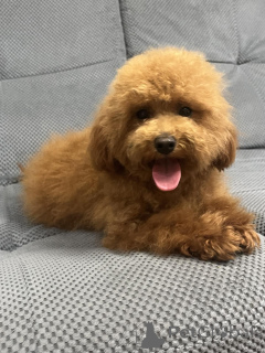 Zdjęcie №3. Suczka pudla zabawkowego / 8,5 miesiąca. Ukraina