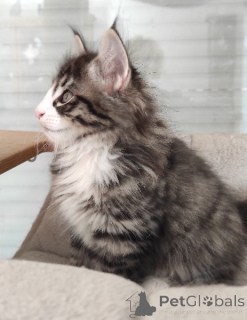 Zdjęcie №1.  - na sprzedaż w Helsinki-Uusimaa | Bezpłatny | Zapowiedź № 165774