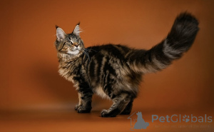 Zdjęcie №3. Poznaj Leo, naszego małego lwa z sercem pełnym odwagi i miłości! Odważny,. Niemcy