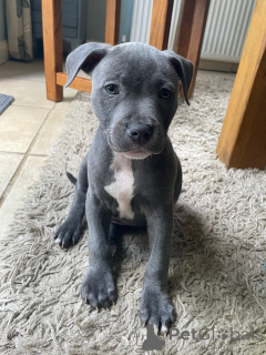 Zdjęcie №2 do zapowiedźy № 167035 na sprzedaż  staffordshire bull terrier - wkupić się Niemcy hodowca