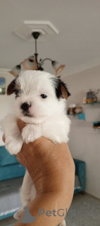 Zdjęcie №4. Sprzedam yorkshire terrier biewer w Balikesir. hodowca - cena - 2780zł