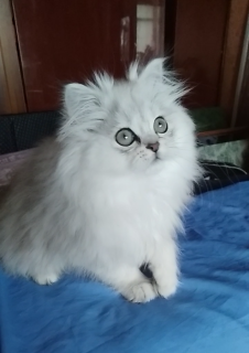 Zdjęcie №1. kot brytyjski długowłosy, neva masquerade, perskie, kot syberyjski, scottish straight - na sprzedaż w Dnipro | 801zł | Zapowiedź № 4634