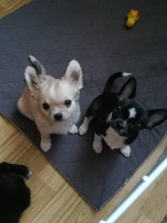 Zdjęcie №3. szczeniaki chihuahua dziewczynki. Federacja Rosyjska