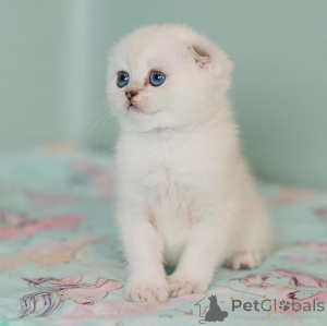 Zdjęcie №2 do zapowiedźy № 172913 na sprzedaż  scottish fold - wkupić się Niemcy prywatne ogłoszenie