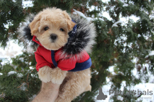 Zdjęcie №3. MaltiPoo mini szczenięta MaltiPoo. Ukraina