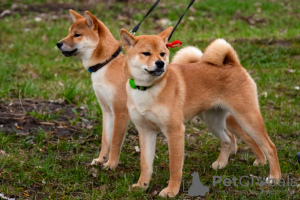 Dodatkowe zdjęcia: Szczeniaki Shiba Inu