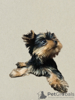 Dodatkowe zdjęcia: Szczeniaki yorkshire terrier